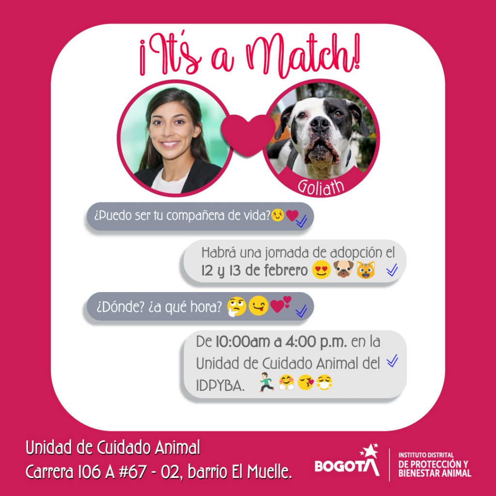 Jornada de adopción de animales en Bogotá este domingo 19 de febrero